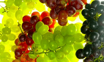 Nutrisyon nga pagtul-id alang sa varicose veins